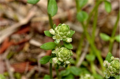 APII jpeg image of Poranthera microphylla  © contact APII