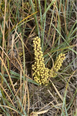 APII jpeg image of Lomandra glauca  © contact APII