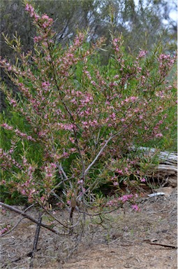 APII jpeg image of Grevillea quinquenervis  © contact APII