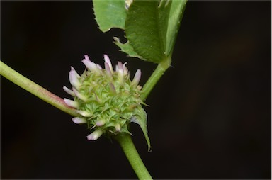 APII jpeg image of Trifolium glomeratum  © contact APII