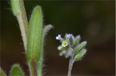 APII jpeg image of Myosotis discolor  © contact APII