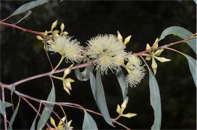 APII jpeg image of Eucalyptus dealbata  © contact APII