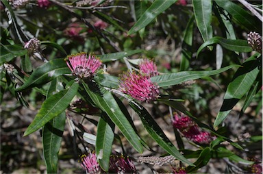 APII jpeg image of Grevillea 'Coastal Glow'  © contact APII