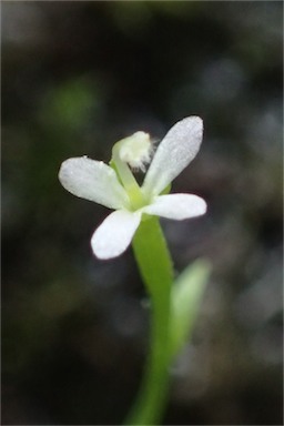 APII jpeg image of Stylidium despectum  © contact APII