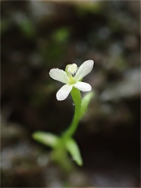 APII jpeg image of Stylidium despectum  © contact APII