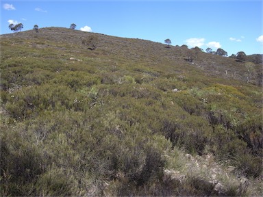 APII jpeg image of Allocasuarina nana  © contact APII