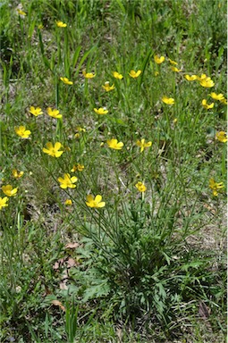 APII jpeg image of Ranunculus lappaceus  © contact APII