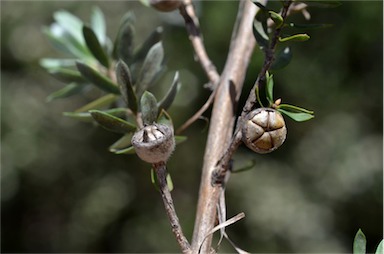 APII jpeg image of Leptospermum lanigerum  © contact APII