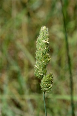 APII jpeg image of Dactylis glomerata  © contact APII