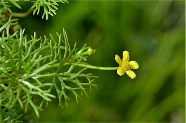 APII jpeg image of Ranunculus inundatus  © contact APII