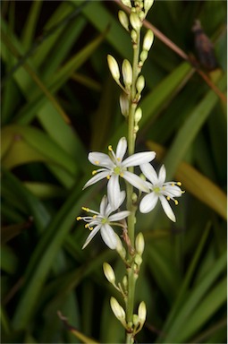 APII jpeg image of Chlorophytum comosum  © contact APII