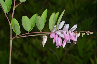 APII jpeg image of Indigofera decora  © contact APII