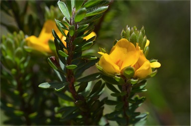 APII jpeg image of Pultenaea canescens  © contact APII