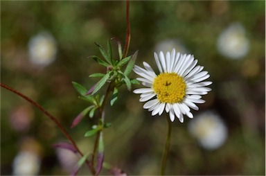 APII jpeg image of Erigeron karvinskianus  © contact APII