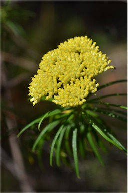 APII jpeg image of Cassinia aureonitens  © contact APII