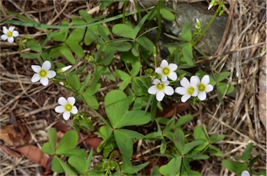 APII jpeg image of Oxalis latifolia  © contact APII