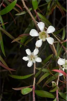 APII jpeg image of Leptospermum madidum  © contact APII