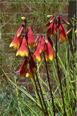 APII jpeg image of Blandfordia grandiflora 'Christine'  © contact APII