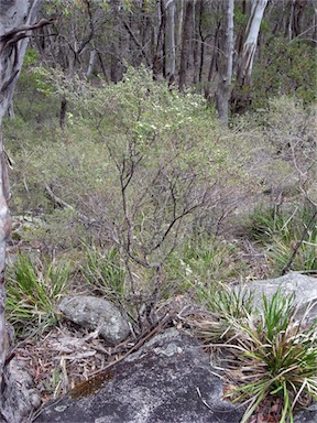 APII jpeg image of Leptospermum continentale  © contact APII