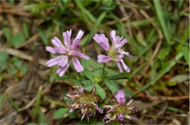 APII jpeg image of Trifolium resupinatum var. resupinatum  © contact APII