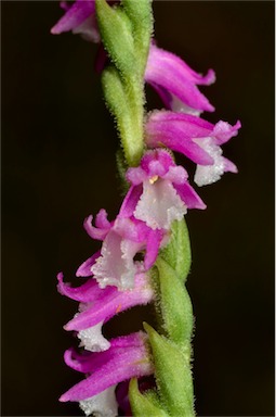 APII jpeg image of Spiranthes sinensis  © contact APII