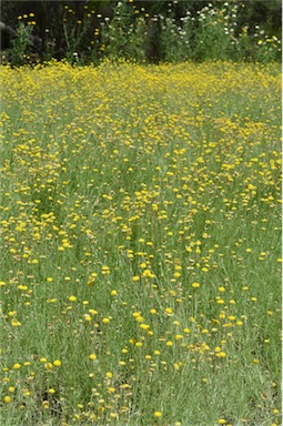 APII jpeg image of Helichrysum rutidolepis  © contact APII