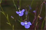 Lobelia andrewsii