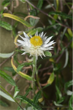 APII jpeg image of Helichrysum leucopsideum  © contact APII