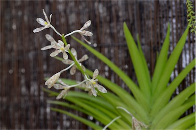 APII jpeg image of Dipodium pictum  © contact APII