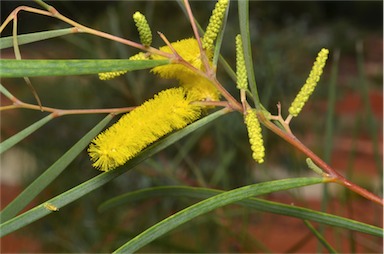 APII jpeg image of Acacia desmondii  © contact APII