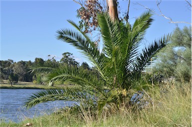 APII jpeg image of Phoenix canariensis  © contact APII