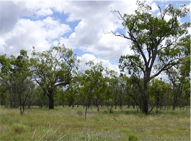 APII jpeg image of Eucalyptus populnea  © contact APII