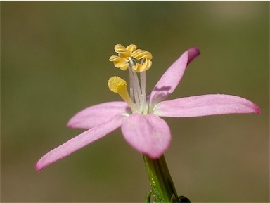 APII jpeg image of Centaurium erythraea  © contact APII