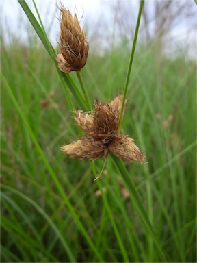 APII jpeg image of Bolboschoenus caldwellii  © contact APII