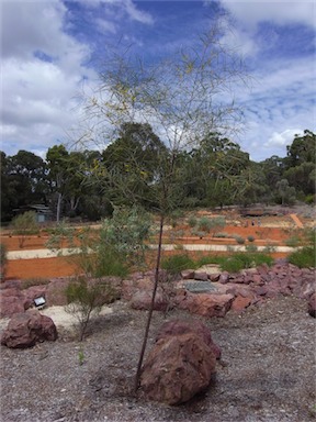 APII jpeg image of Acacia desmondii  © contact APII