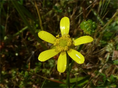 APII jpeg image of Ranunculus inundatus  © contact APII