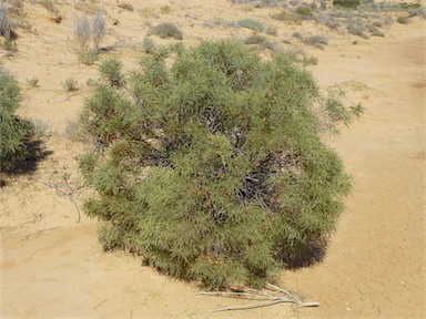 APII jpeg image of Acacia oswaldii  © contact APII