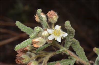 APII jpeg image of Commersonia densiflora  © contact APII