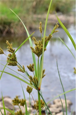 APII jpeg image of Cyperus exaltatus  © contact APII