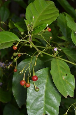 APII jpeg image of Solanum viridifolium  © contact APII