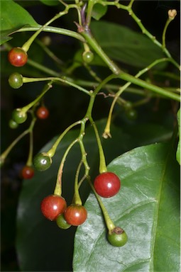 APII jpeg image of Solanum viridifolium  © contact APII