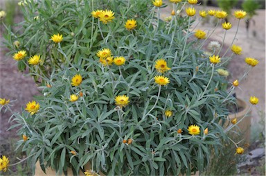 APII jpeg image of Xerochrysum frutescens  © contact APII