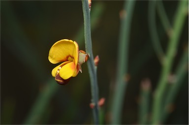 APII jpeg image of Bossiaea bombayensis  © contact APII