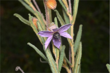 APII jpeg image of Lysiosepalum involucratum  © contact APII