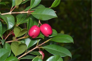 APII jpeg image of Syzygium 'Resilience'  © contact APII