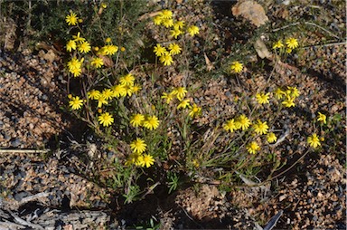 APII jpeg image of Senecio madagascariensis  © contact APII