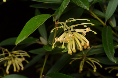 APII jpeg image of Grevillea rhyolitica subsp. semivestita  © contact APII