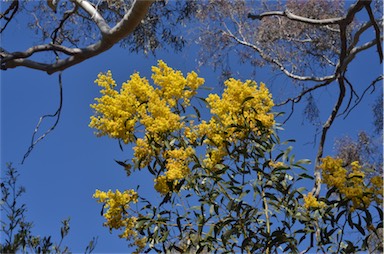 APII jpeg image of Acacia pycnantha  © contact APII