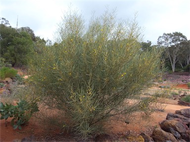 APII jpeg image of Acacia rhodophloia  © contact APII