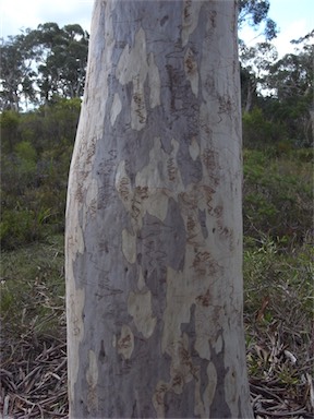 APII jpeg image of Eucalyptus haemastoma  © contact APII